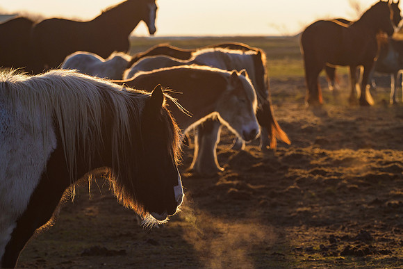 Ameland winter 2019-2020-241