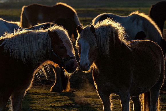 Ameland winter 2019-2020-242