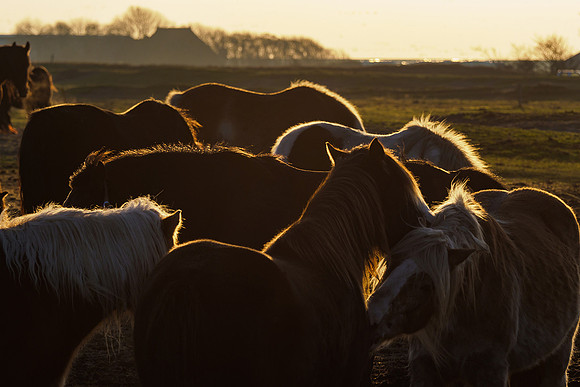 Ameland winter 2019-2020-243