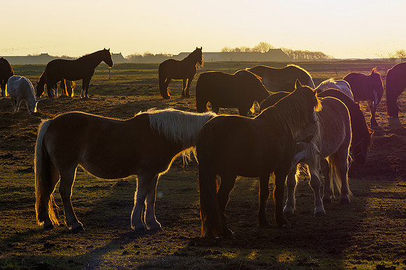 Ameland winter 2019-2020-244