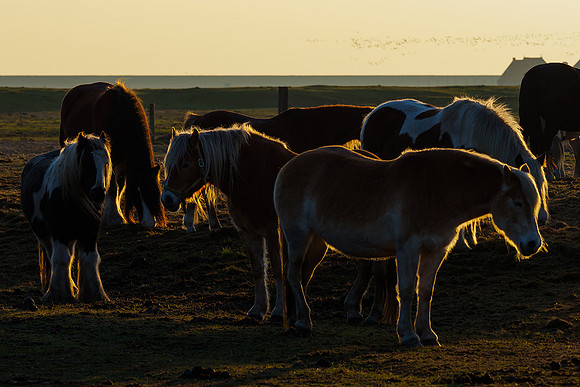 Ameland winter 2019-2020-245