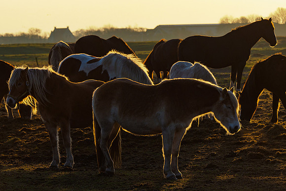 Ameland winter 2019-2020-246