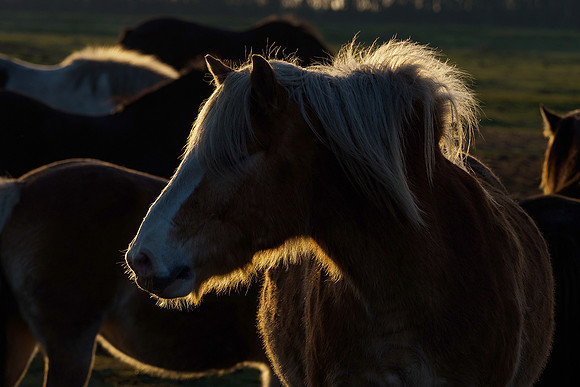 Ameland winter 2019-2020-247