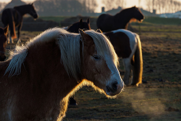 Ameland winter 2019-2020-248