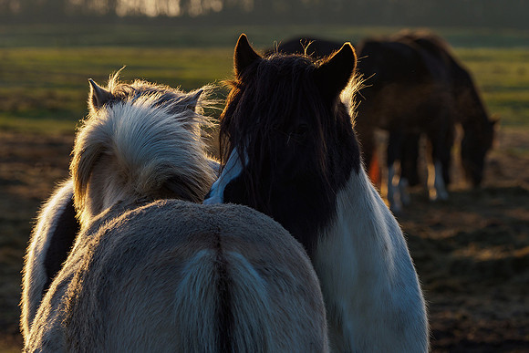 Ameland winter 2019-2020-249