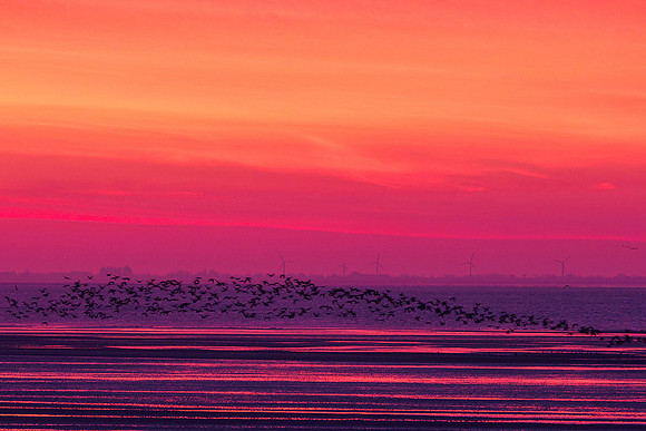 Ameland winter 2019-2020-259