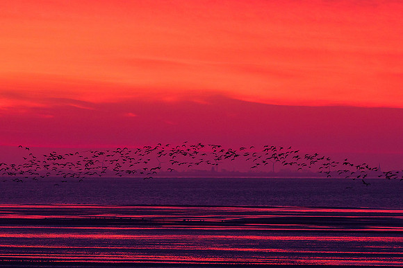Ameland winter 2019-2020-260