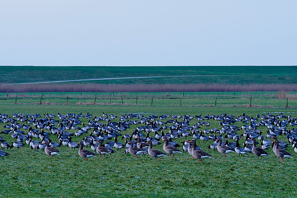Ameland winter 2019-2020-267