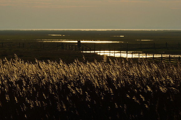 Ameland winter 2019-2020-327