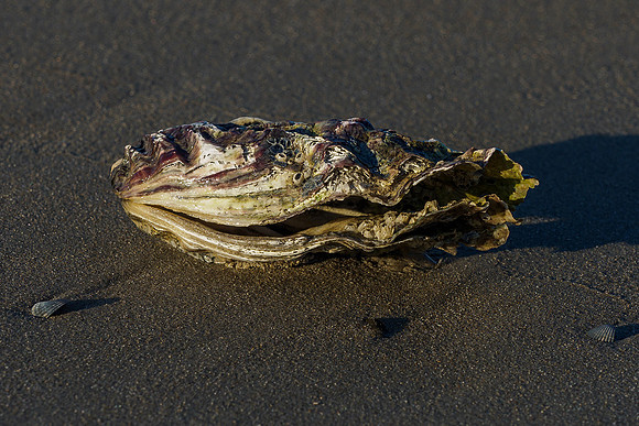 Ameland winter 2019-2020-330