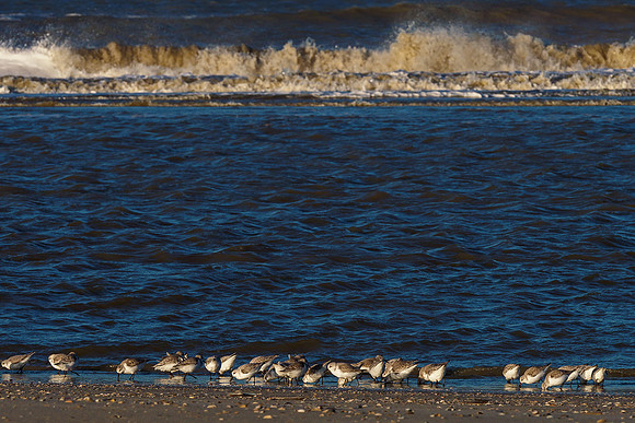 Ameland winter 2019-2020-333