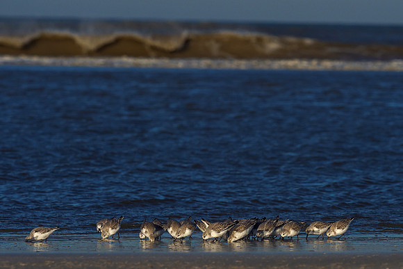 Ameland winter 2019-2020-334
