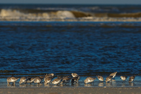 Ameland winter 2019-2020-335