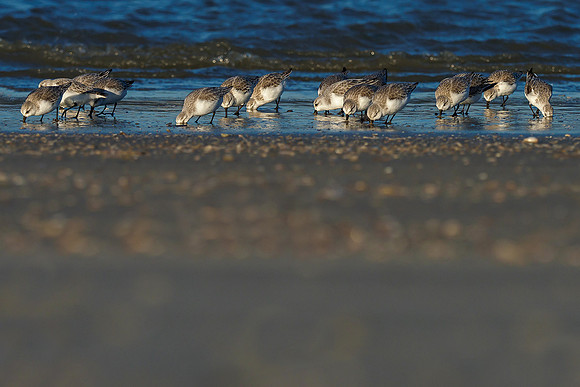 Ameland winter 2019-2020-336