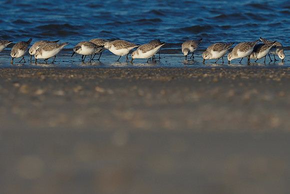 Ameland winter 2019-2020-337
