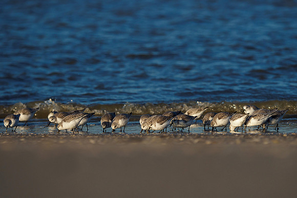 Ameland winter 2019-2020-338