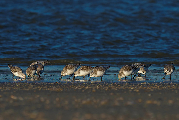 Ameland winter 2019-2020-339