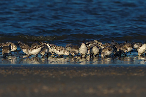 Ameland winter 2019-2020-340