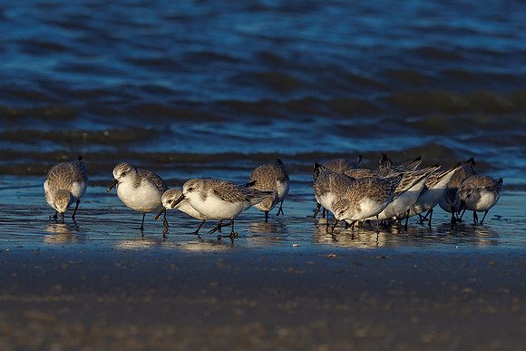 Ameland winter 2019-2020-342