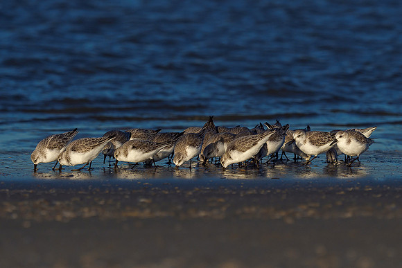 Ameland winter 2019-2020-341