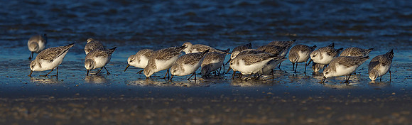 Ameland winter 2019-2020-344