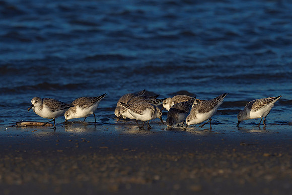 Ameland winter 2019-2020-343