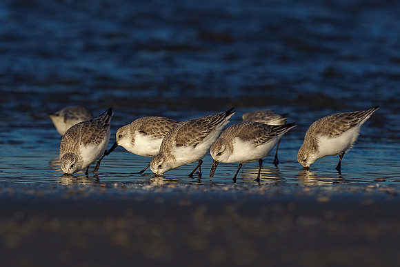Ameland winter 2019-2020-345