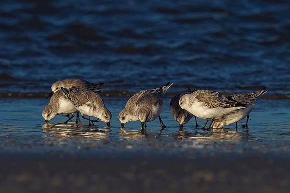 Ameland winter 2019-2020-346