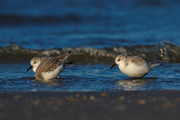 Ameland winter 2019-2020-347