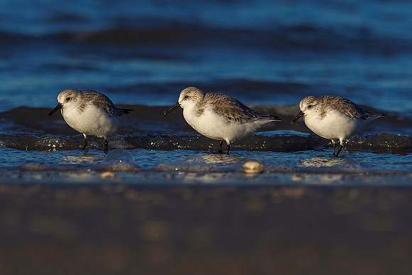 Ameland winter 2019-2020-349