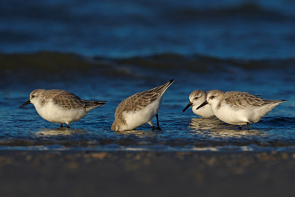 Ameland winter 2019-2020-348