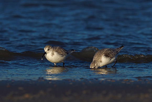 Ameland winter 2019-2020-350