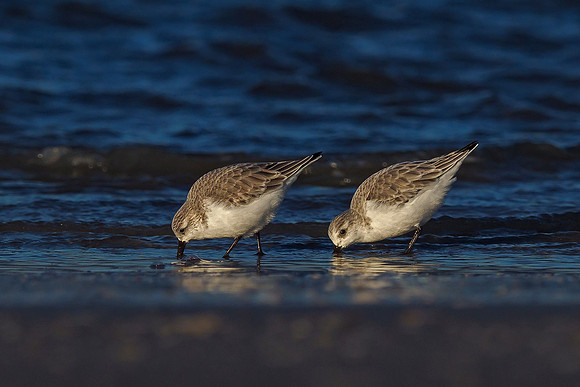 Ameland winter 2019-2020-351