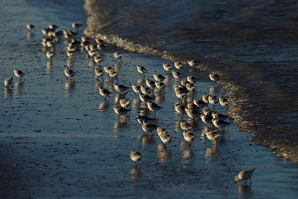 Ameland winter 2019-2020-352