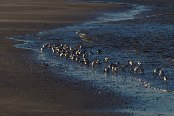 Ameland winter 2019-2020-353
