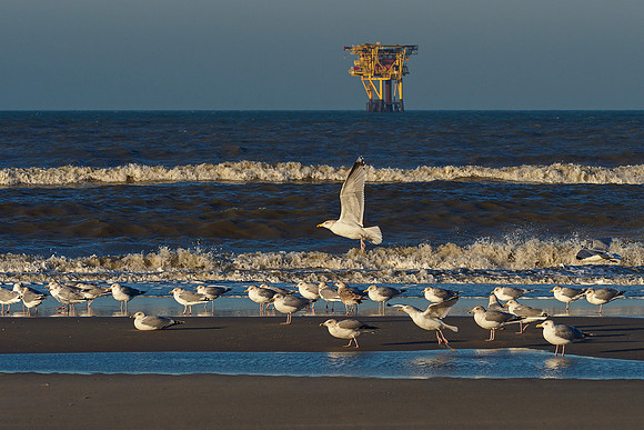 Ameland winter 2019-2020-354
