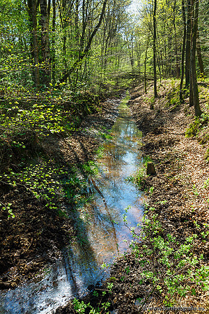 Zuidelijke Heerdense beek 240419-005