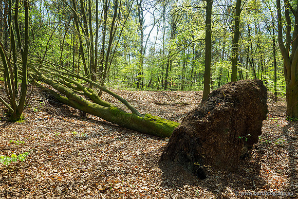 Zuidelijke Heerdense beek 240419-006