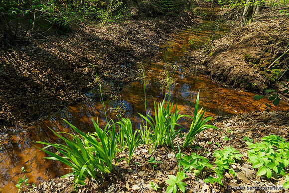 Zuidelijke Heerdense beek 240419-016