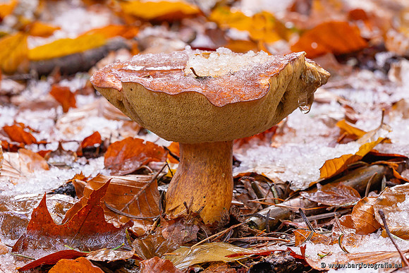 Paddenstoelen 2024-143