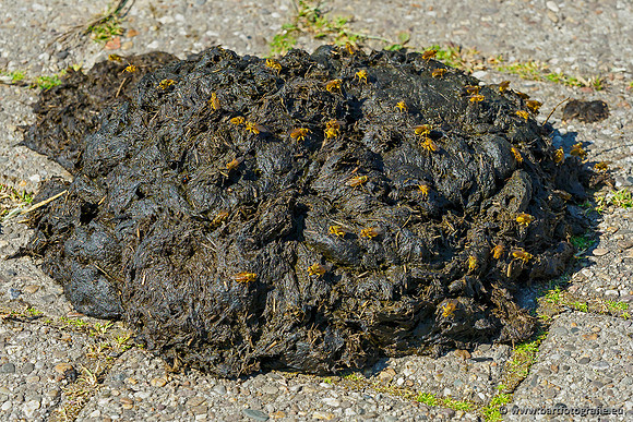 Zuidelijke Heerdense beek 240419-146