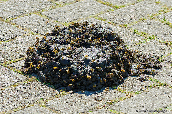 Zuidelijke Heerdense beek 240419-147