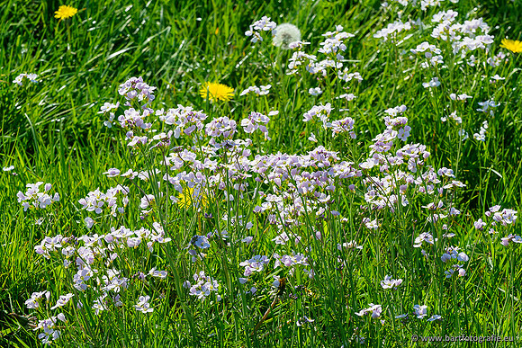 Zuidelijke Heerdense beek 240419-150