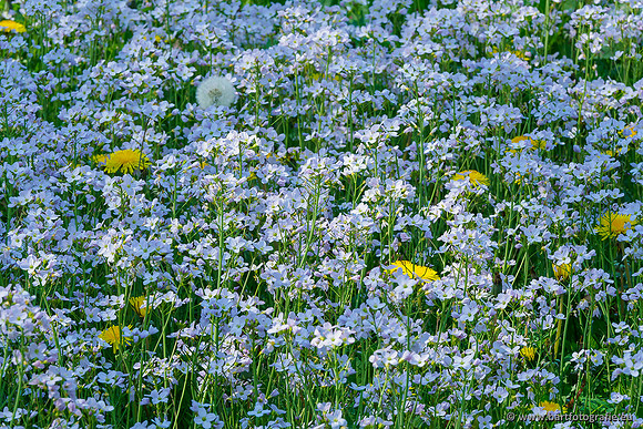 Zuidelijke Heerdense beek 240419-152