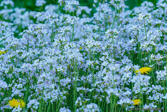 Zuidelijke Heerdense beek 240419-153