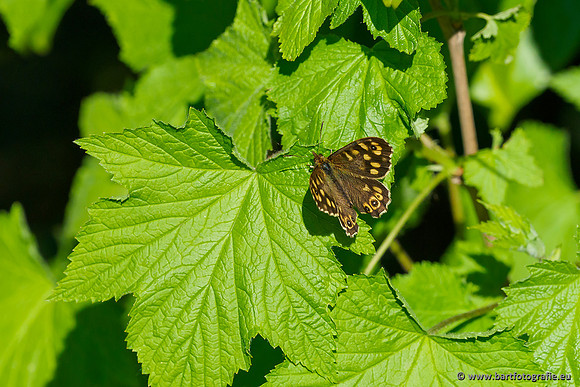 Zuidelijke Heerdense beek 240419-161