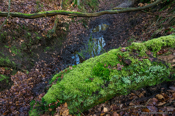 Middelste Heerdense beek 070220-045