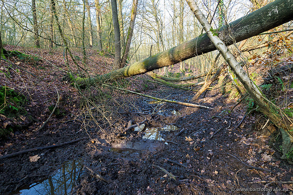 Middelste Heerdense beek 070220-068