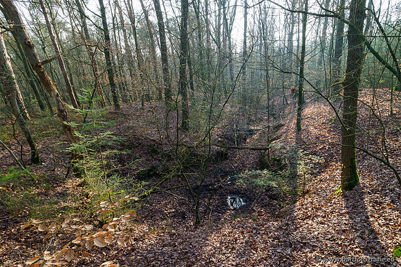Middelste Heerdense beek 070220-078