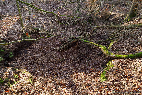 Middelste Heerdense beek 070220-096